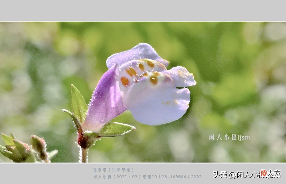 手机花卉摄影 手机花卉摄影作品