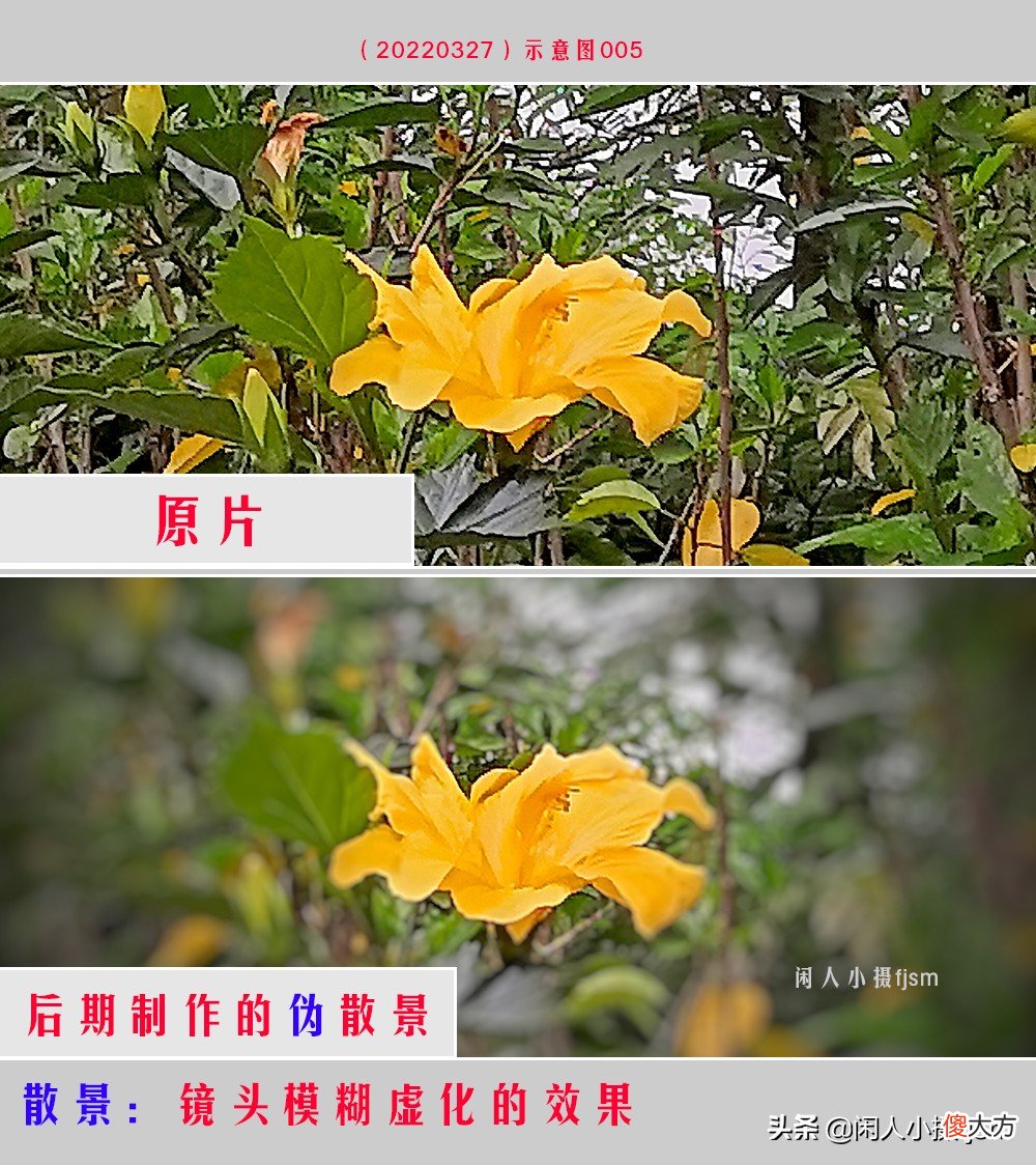 手机花卉摄影 手机花卉摄影作品