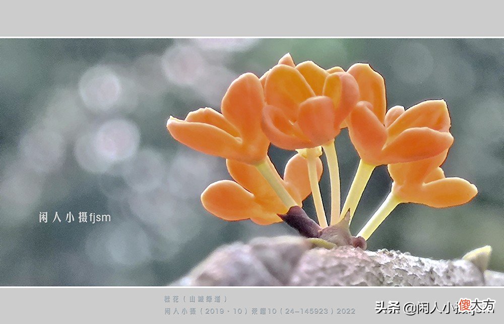 手机花卉摄影 手机花卉摄影作品