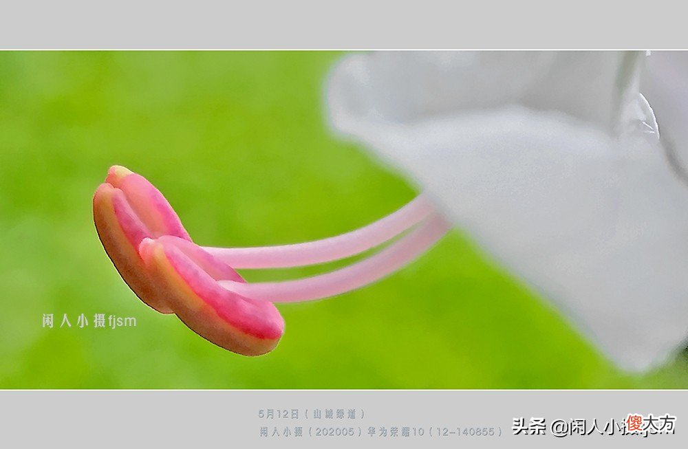 手机花卉摄影 手机花卉摄影作品