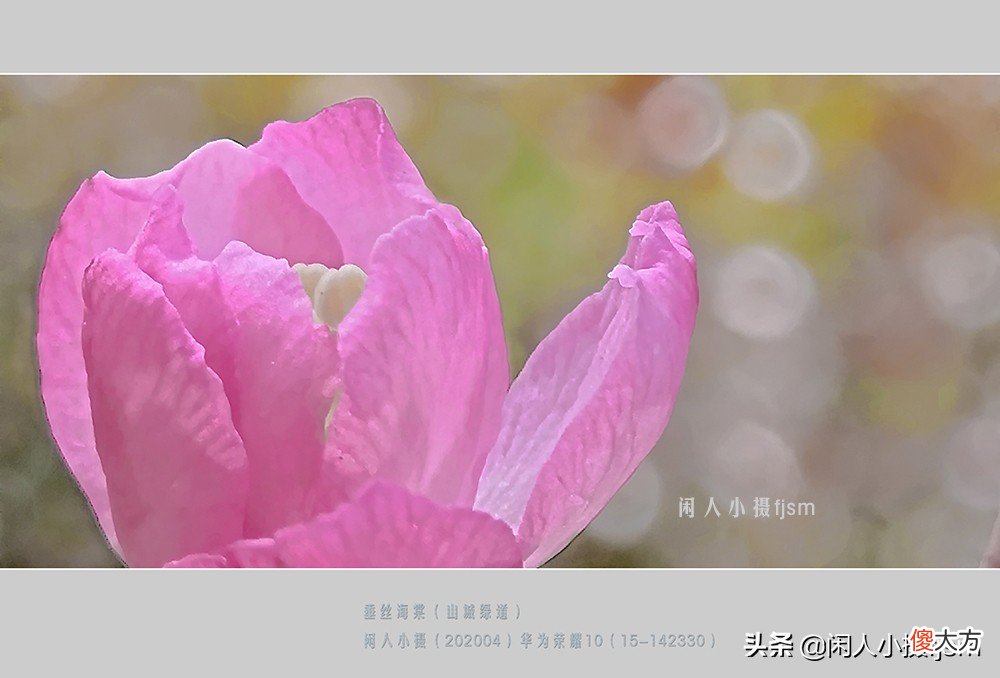 手机花卉摄影 手机花卉摄影作品