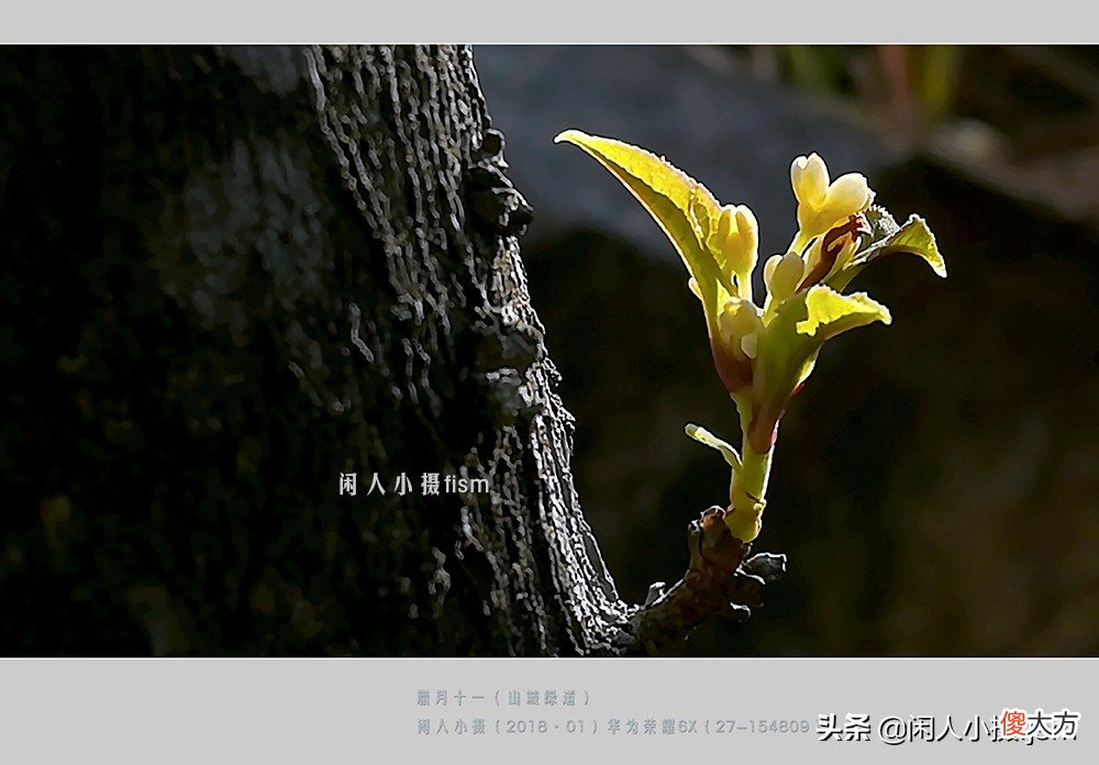 手机花卉摄影 手机花卉摄影作品