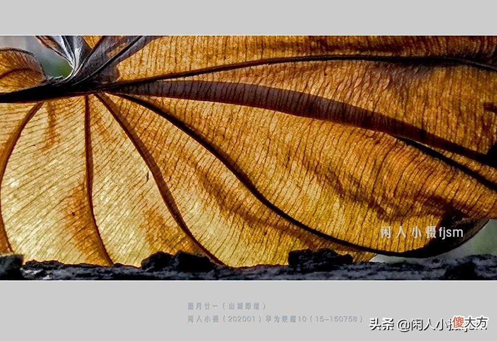 手机花卉摄影 手机花卉摄影作品