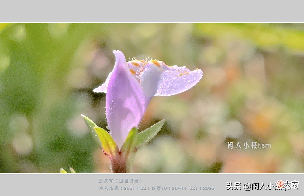 手机花卉摄影 手机花卉摄影作品