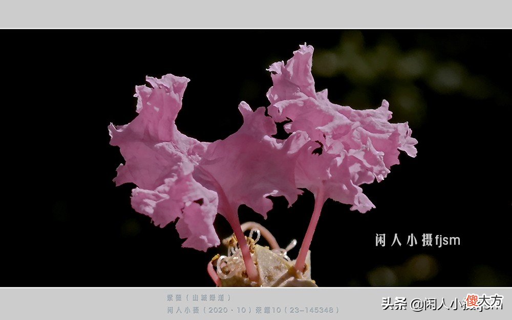 手机花卉摄影 手机花卉摄影作品