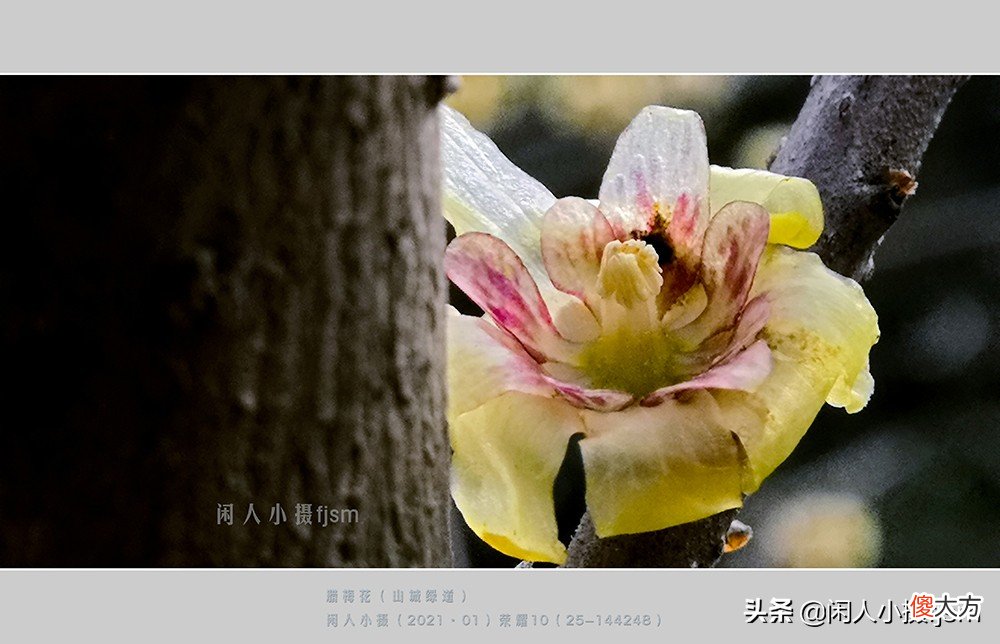 手机花卉摄影 手机花卉摄影作品