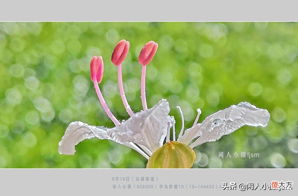手机花卉摄影 手机花卉摄影作品