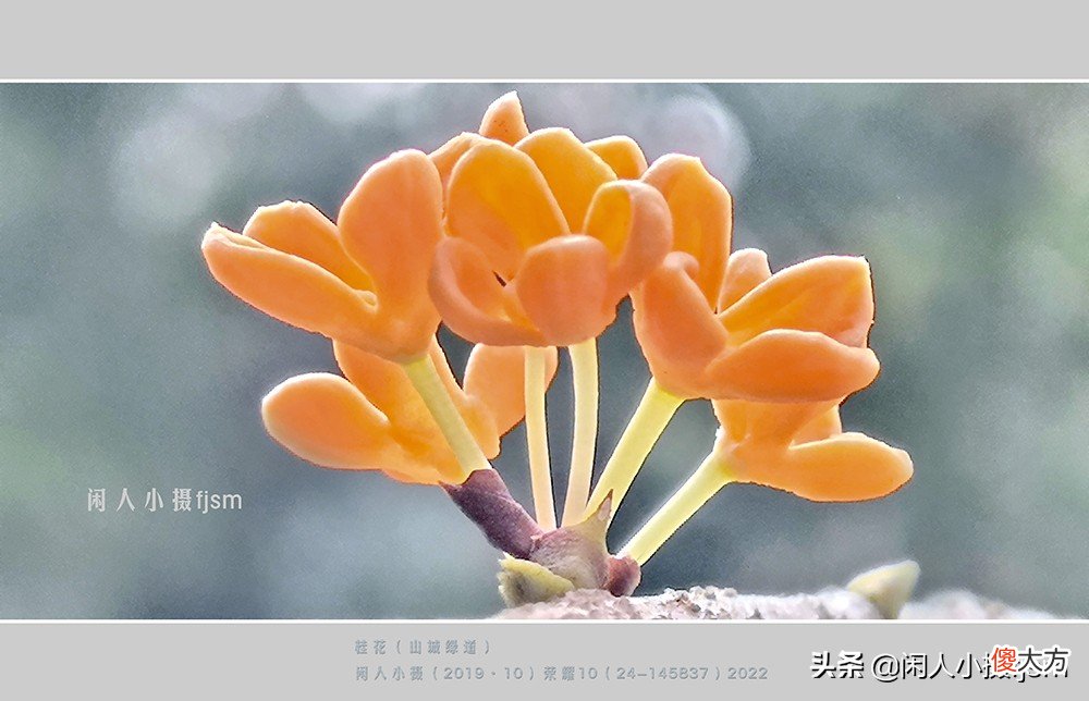 手机花卉摄影 手机花卉摄影作品