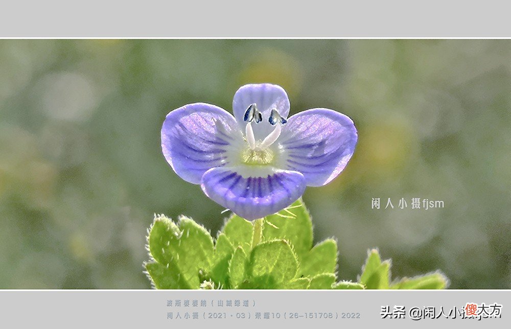 手机花卉摄影 手机花卉摄影作品