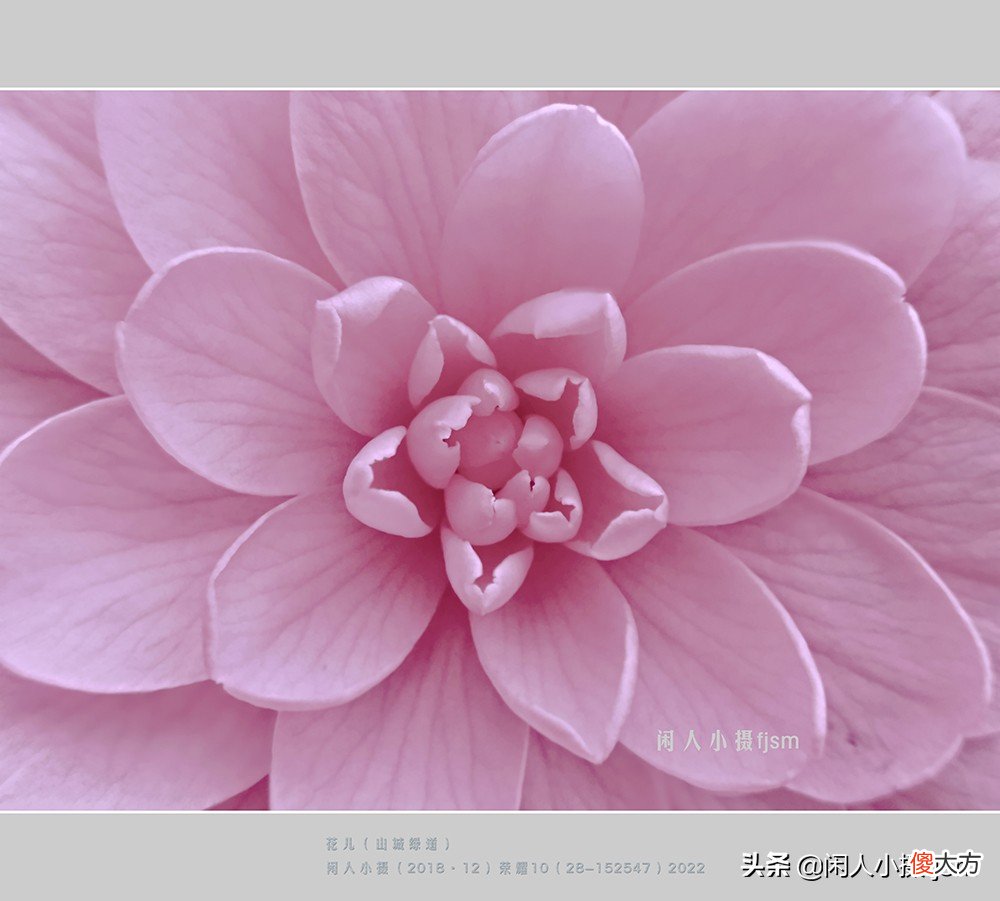 手机花卉摄影 手机花卉摄影作品