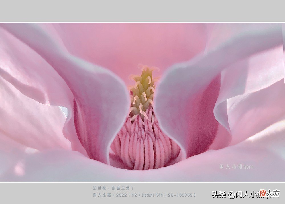 手机花卉摄影 手机花卉摄影作品