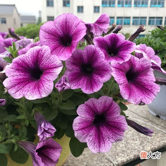 牵牛花和矮牵牛的区别 如何区分矮牵牛和牵牛花