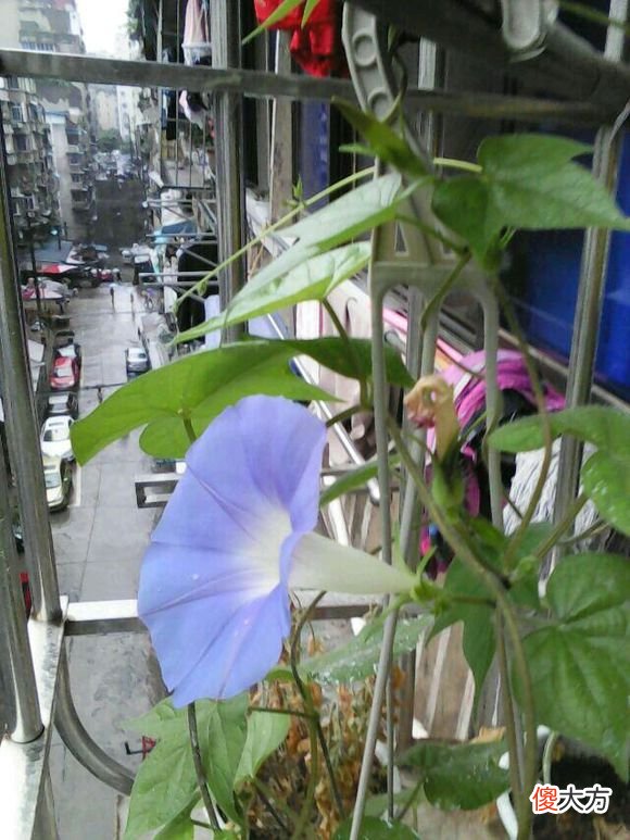 牵牛花和矮牵牛的区别 如何区分矮牵牛和牵牛花