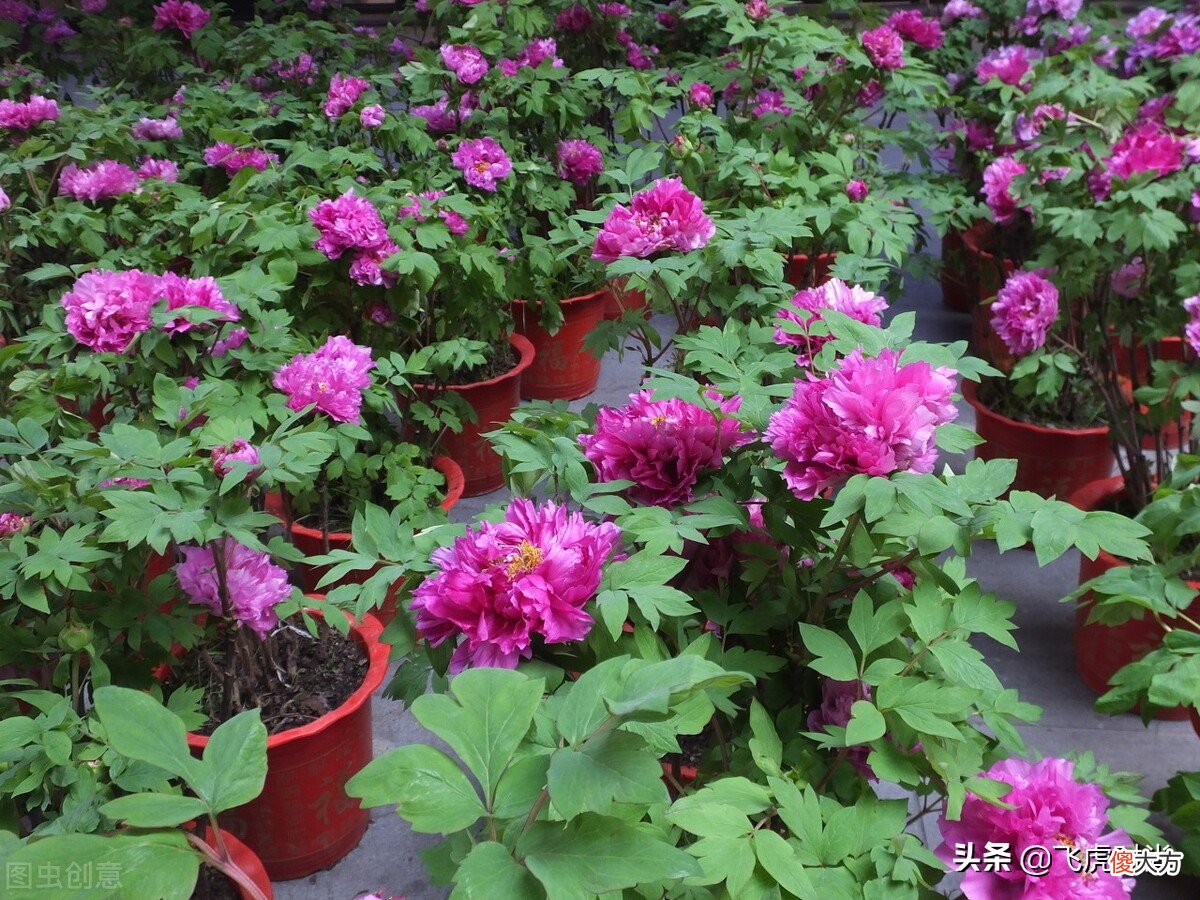 想把花养好，这五个自然习性需要了解清楚，是养花的必备技能