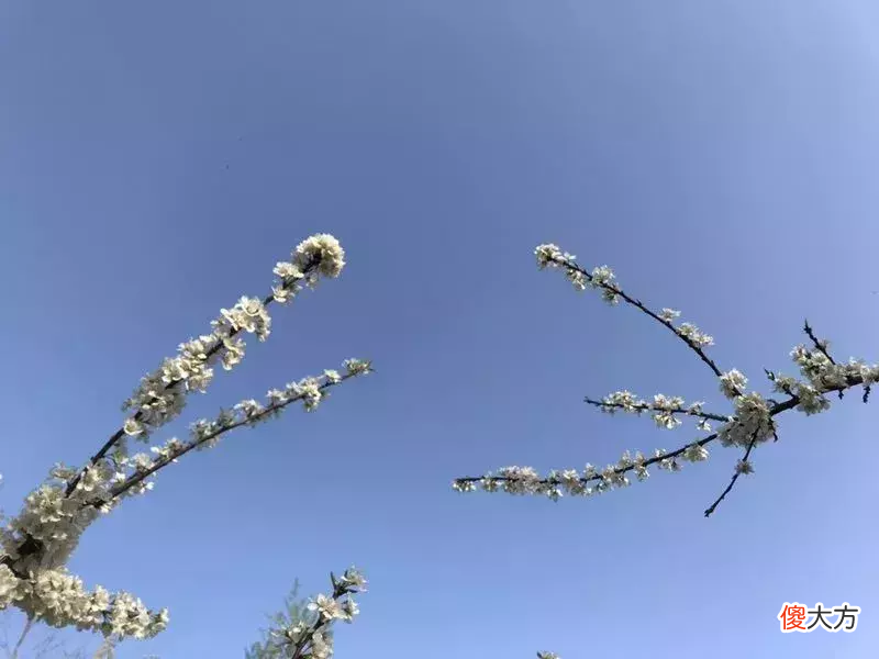 这些手机花卉拍摄技巧一定管用 用手机拍摄花卉有什么技巧