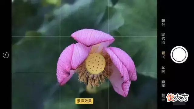 这些手机花卉拍摄技巧一定管用 用手机拍摄花卉有什么技巧