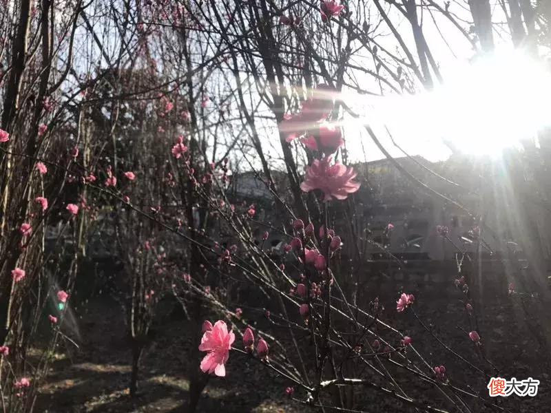 这些手机花卉拍摄技巧一定管用 用手机拍摄花卉有什么技巧
