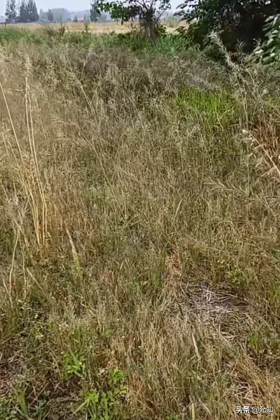 一小姐姐发圈说自家有一亩旱地，往年都是种植一季花生或山药啥的