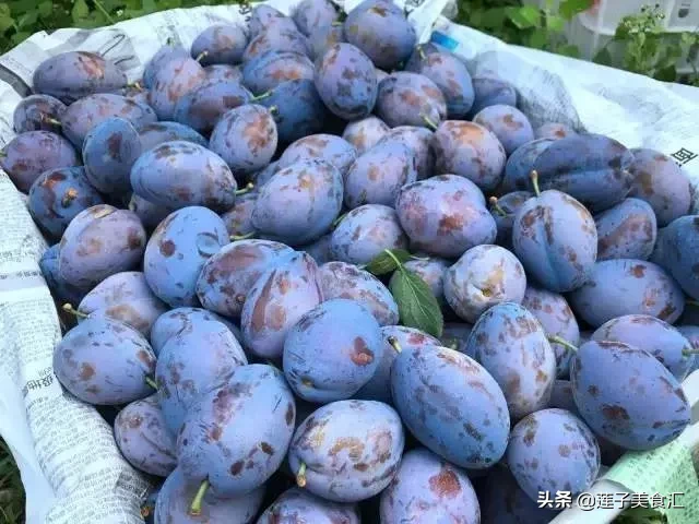 四川汶川的张美丽，海归读博回来贷了200万，承包了300亩地，种植西梅