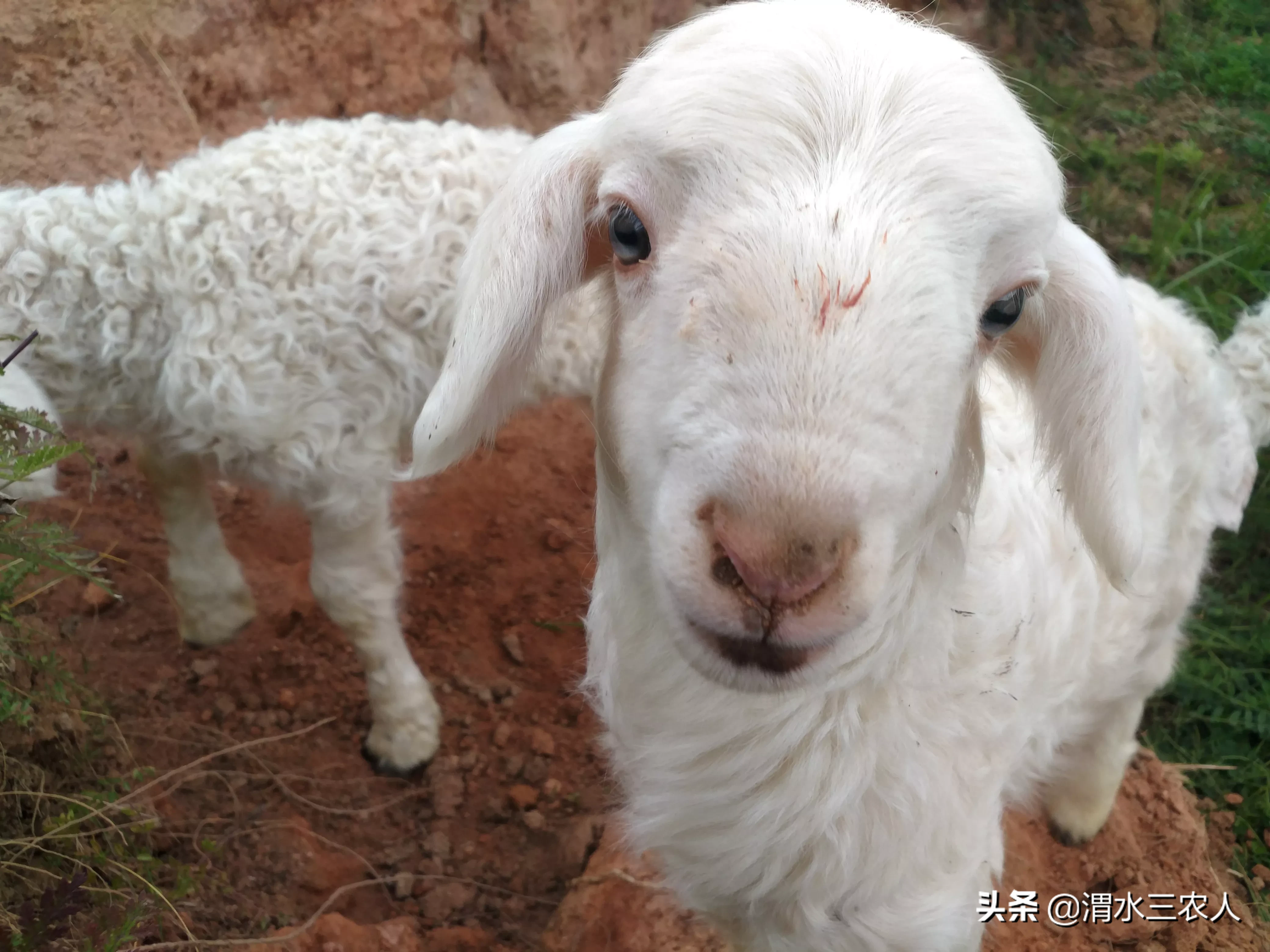 三十年等一个闰腊月，总算是等上了，可为啥偏要等个闰腊月呢？