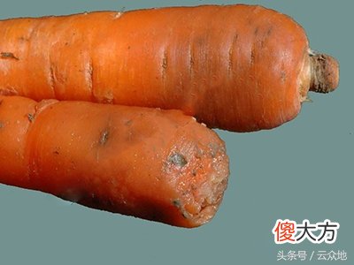 长很多白色霉是什么原因 白霉是怎么产生的