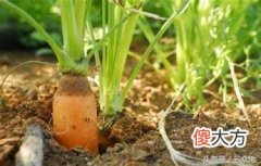 长很多白色霉是什么原因 白霉是怎么产生的