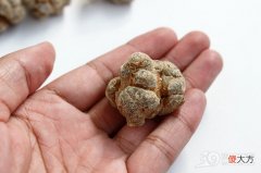 三七粉到底有多好 三七粉的好与不好