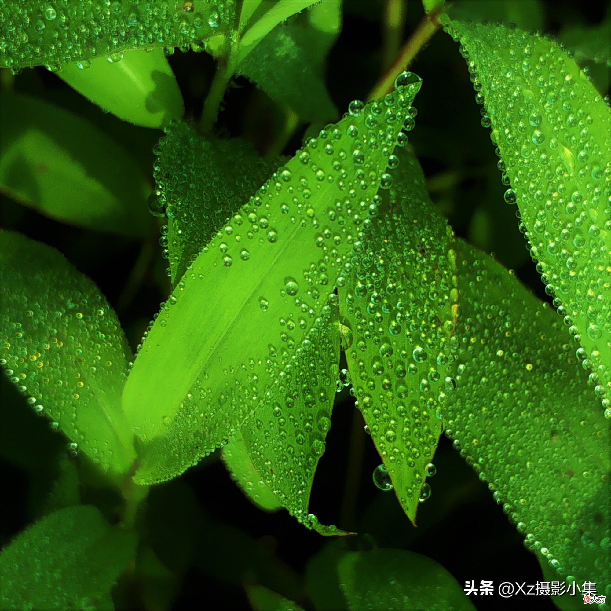 怎样利用好手机微距拍摄水珠 手机微距镜头拍水珠