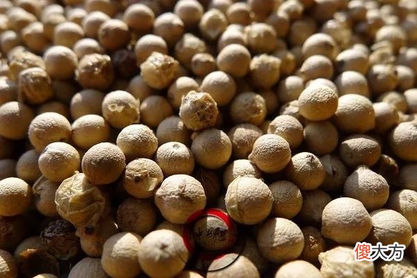 植物学家的锅 植物学家的锅略大于银河系