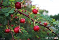 秋吃山楂好处多 秋天吃山楂的好处