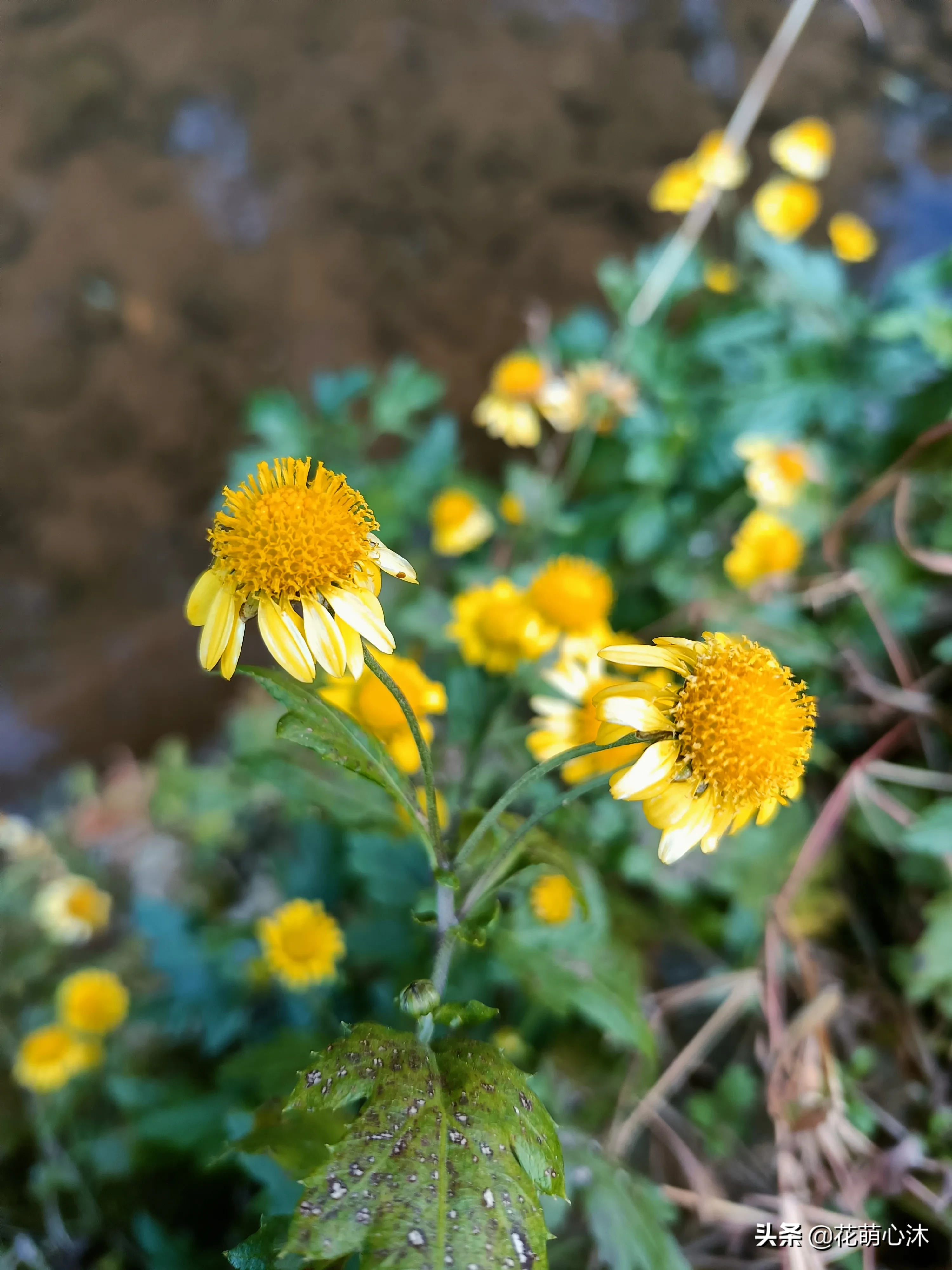 真正的野菊，野菊 Chrysanthemum indicum