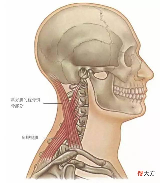 低头看手机对颈椎不好 低头看手机对颈椎的危害怎么解决