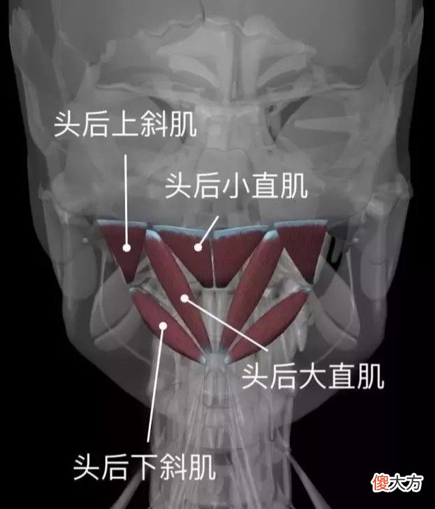 低头看手机对颈椎不好 低头看手机对颈椎的危害怎么解决