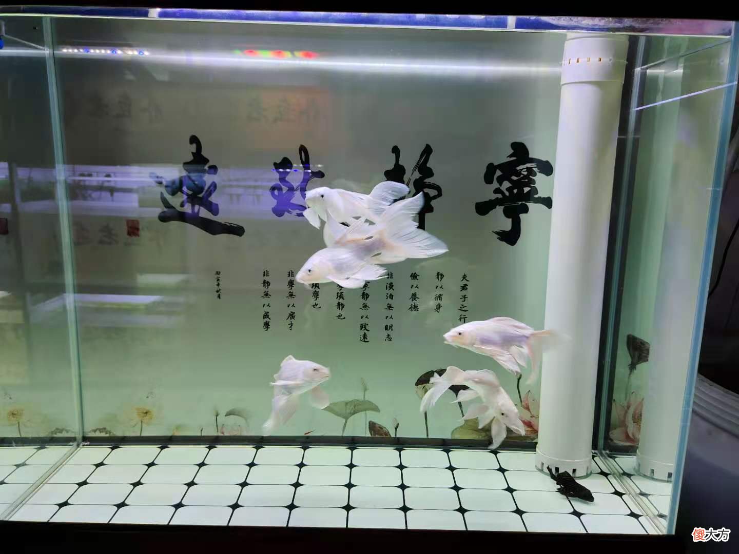 如何观察自己饲养的蝴蝶鲤 怎样饲养蝴蝶鲤