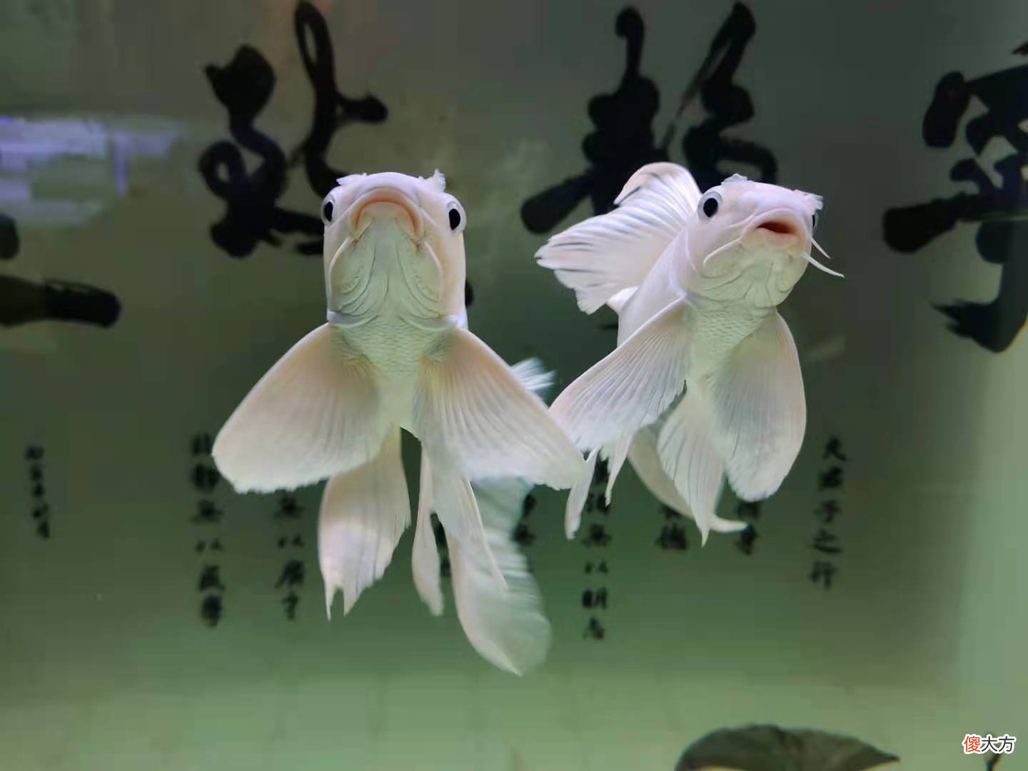 如何观察自己饲养的蝴蝶鲤 怎样饲养蝴蝶鲤