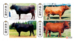 A5日本和牛很高级 日本顶级和牛A5