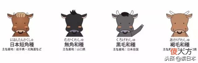 日本的和牛肉 日本的和牛肉多少钱一斤