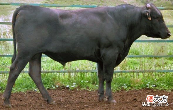 日本的和牛肉 日本的和牛肉多少钱一斤