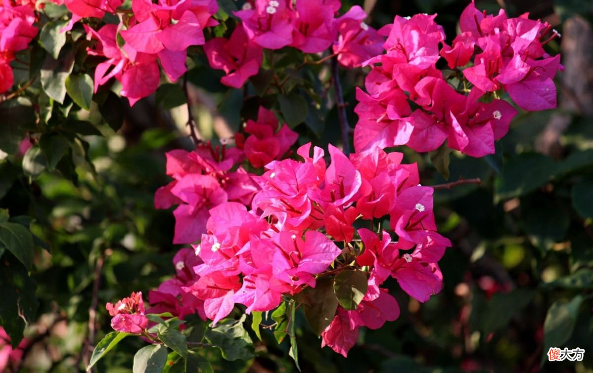 开成压枝低的花满枝 花满蹊压枝低