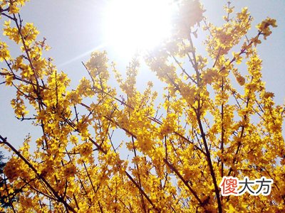 十天干理法-辛金