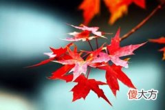 癸酉日出生的人性格与命运解析
