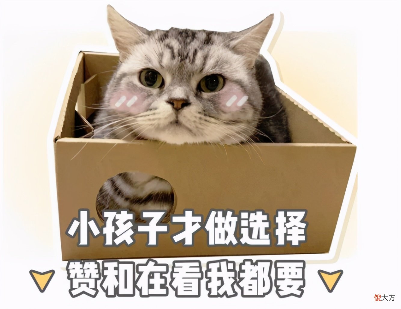 如何挑选仓鼠 怎么选好的仓鼠