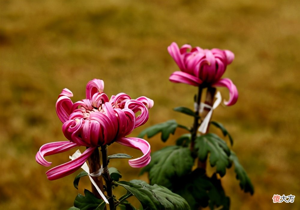 菊花意象的几种寓意 菊花的寓意象征