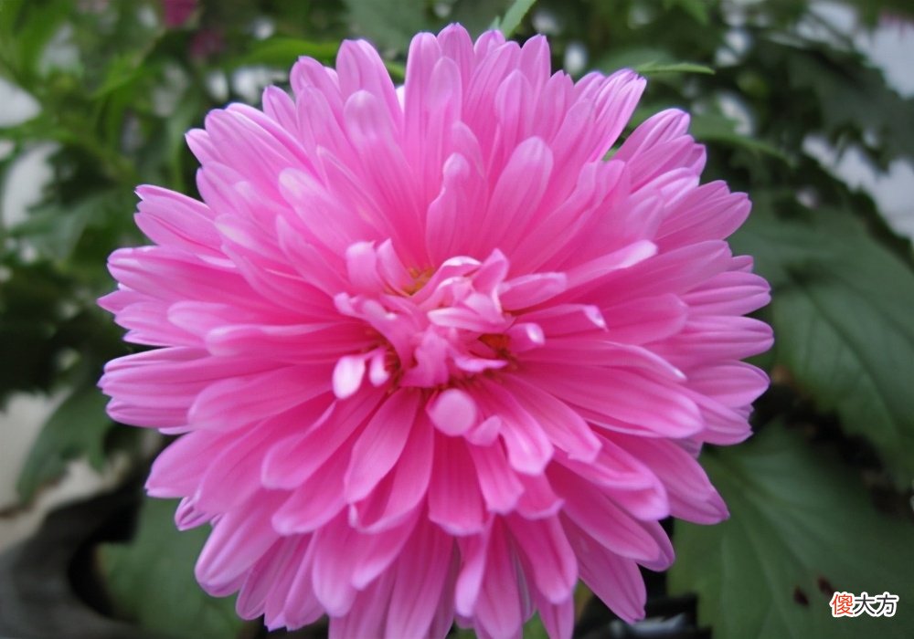 菊花意象的几种寓意 菊花的寓意象征
