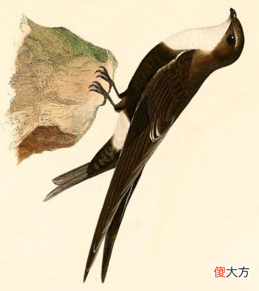 两种飞行大师 大师级飞行