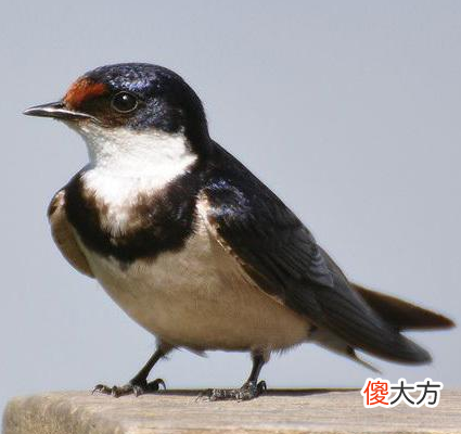 两种飞行大师 大师级飞行