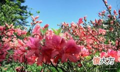 癸亥日出生的人性格与命运解析