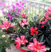 有1种茶花很好养 茶花好养