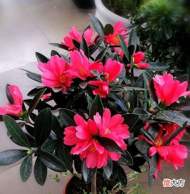 有1种茶花很好养 茶花好养