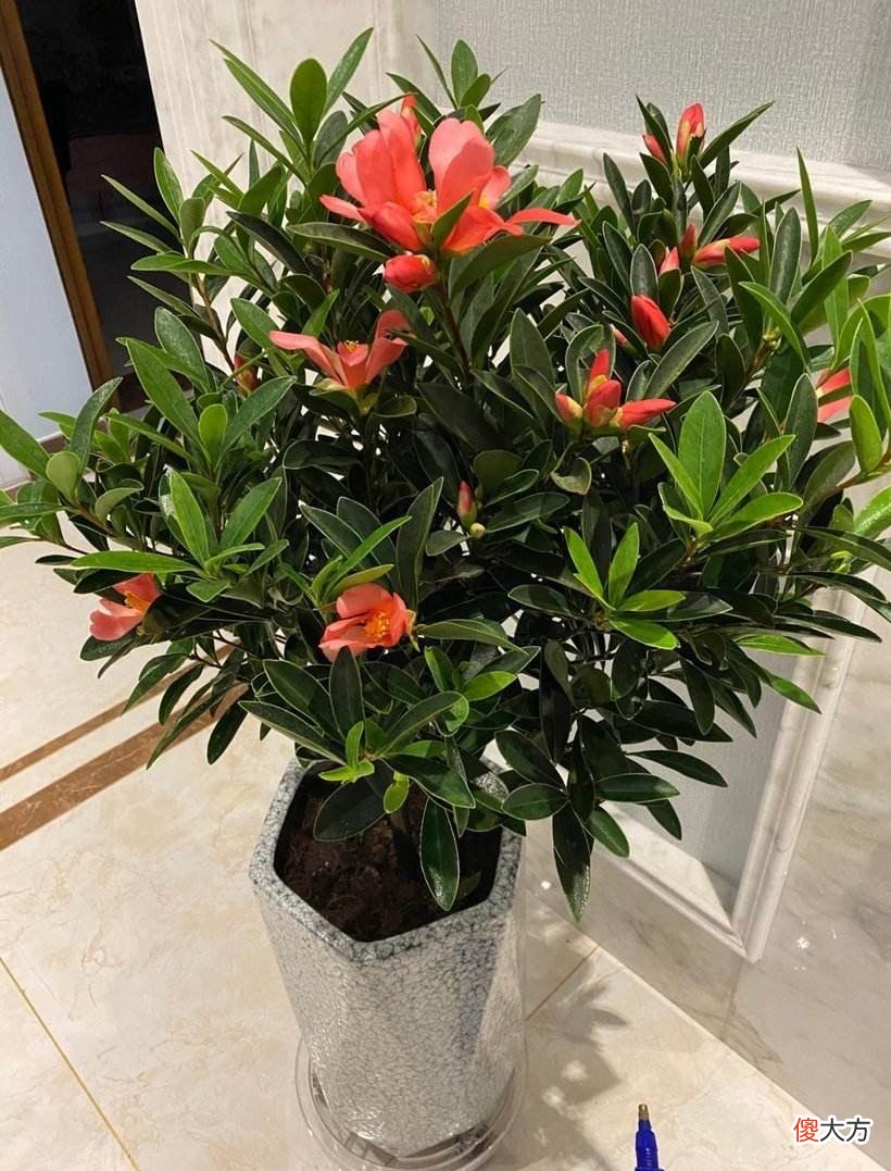 有1种茶花很好养 茶花好养